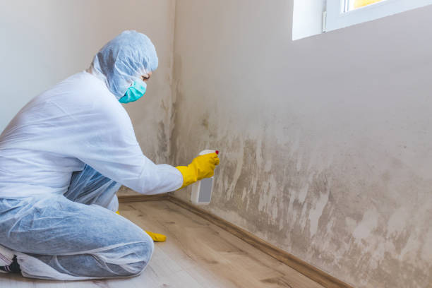 Black mold inspection in Liberty Hill